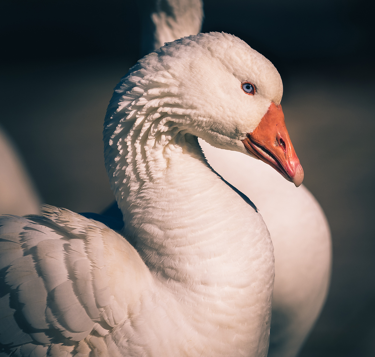Tasmania Goose