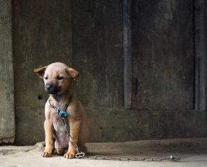 Vietnam Puppy